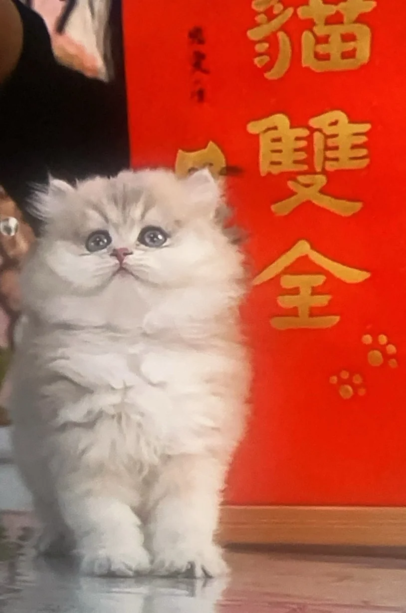 小椰的新日常照片